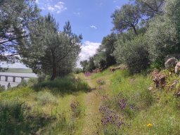 Flora del Cerro Masatrigo